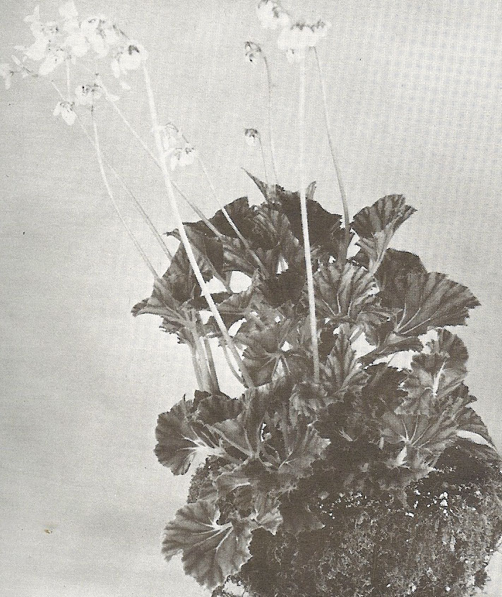 B. ‘Delta’